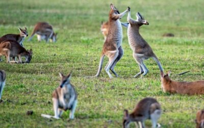 Australian Wildlife: Meet the Animals You Need to Know